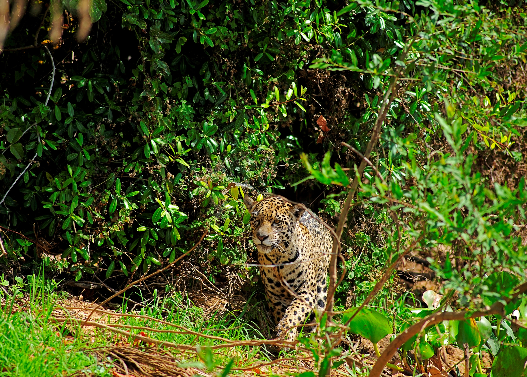 pantanal