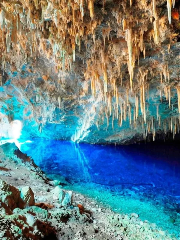 bonito